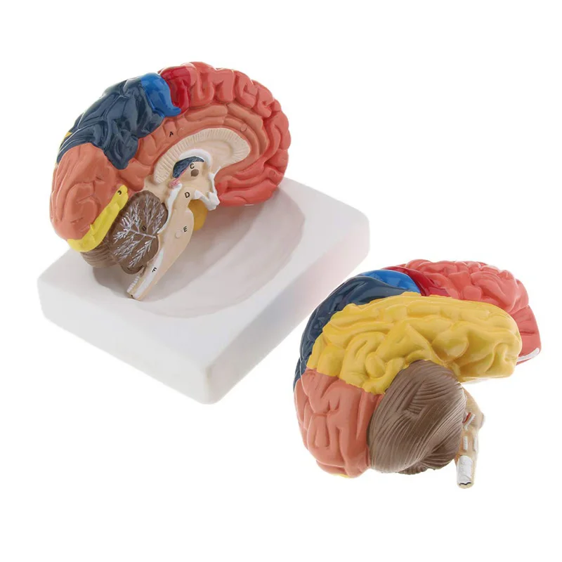 Ukuran Hidup Anatomi Model Ota - Medical Lab And Science ulasan dan harga