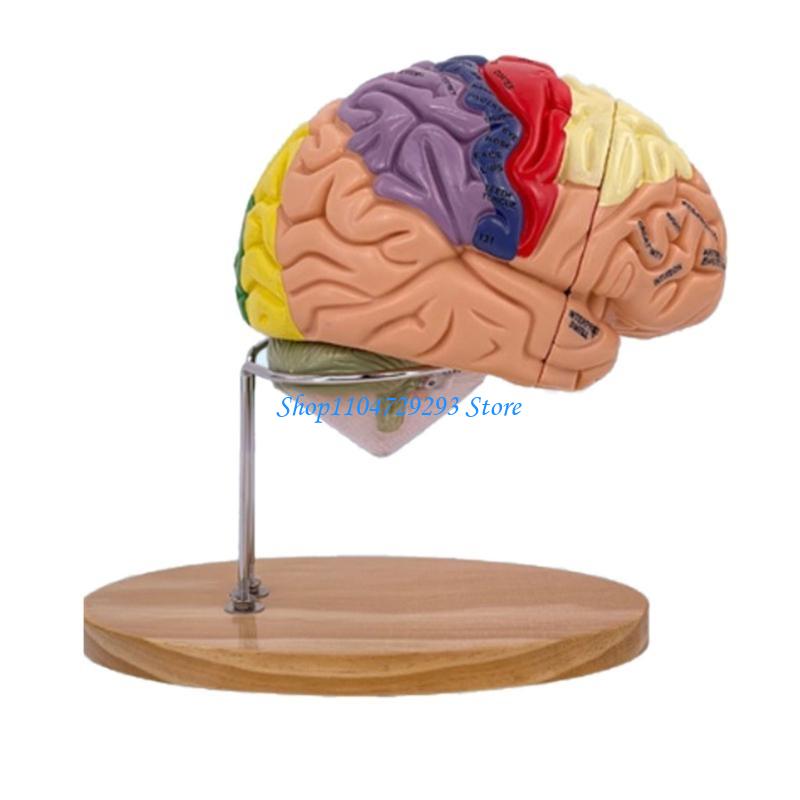 Y2GD Alat Peraga Pengajaran Or - Medical Lab And Science ulasan dan harga