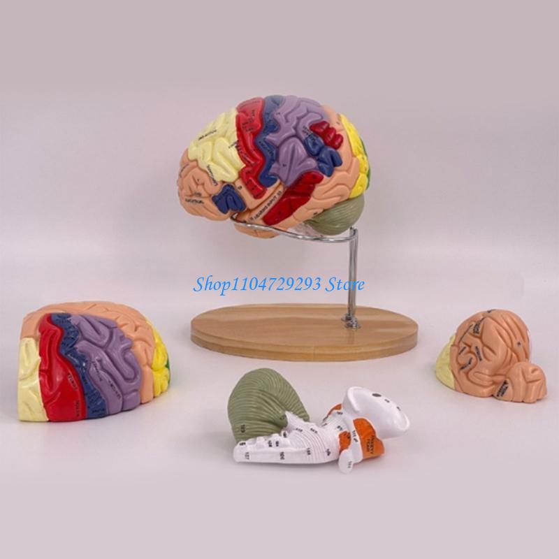 Y2GD Alat Peraga Pengajaran Or - Medical Lab And Science ulasan dan harga