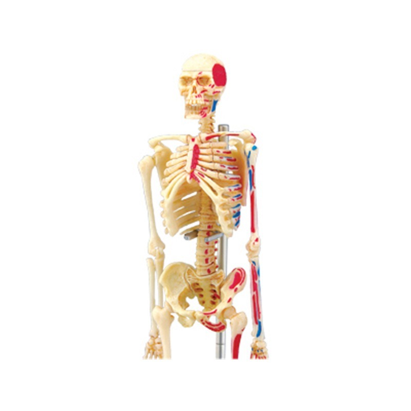 4d Manusia Kerangka Penuh Mode - Medical Lab Technology ulasan dan harga