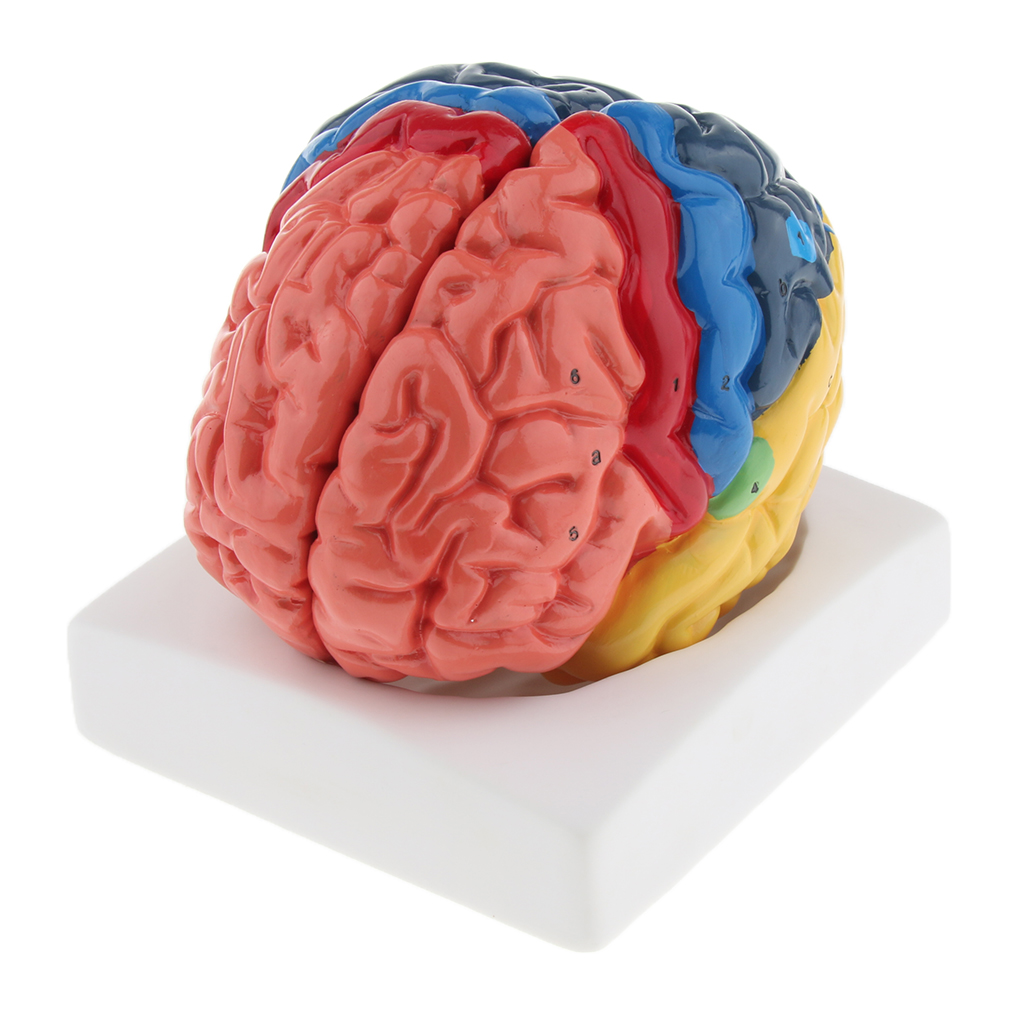 Lifesize Model otak realistis  - Medical Lab And Science ulasan dan harga