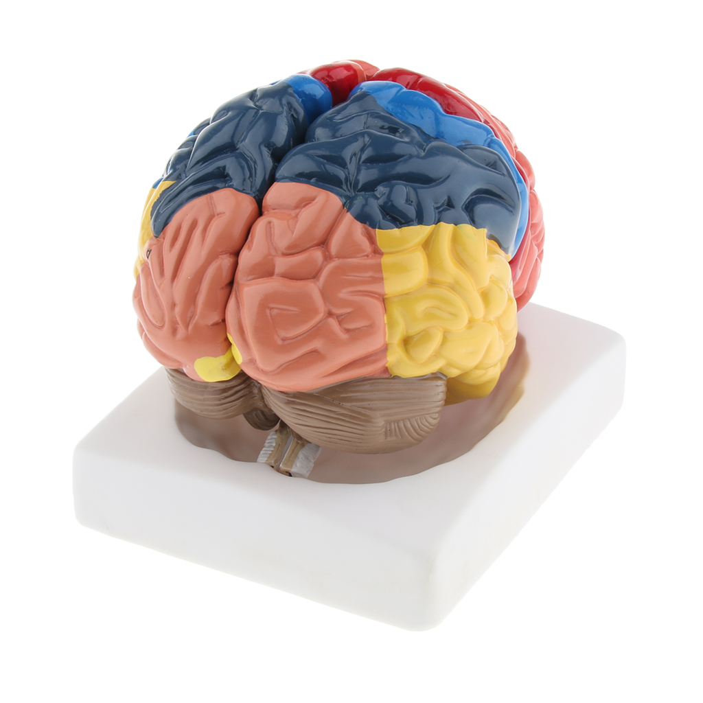 Lifesize Model otak realistis  - Medical Lab And Science ulasan dan harga