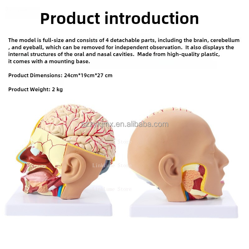 Model Anatomi Kepala Manusia u - Medical Lab And Science ulasan dan harga