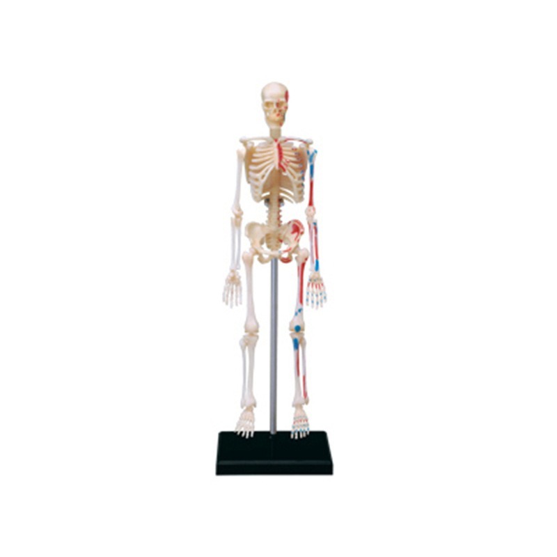 4D Master mainan rakitan puzzl - Medical Lab And Science ulasan dan harga