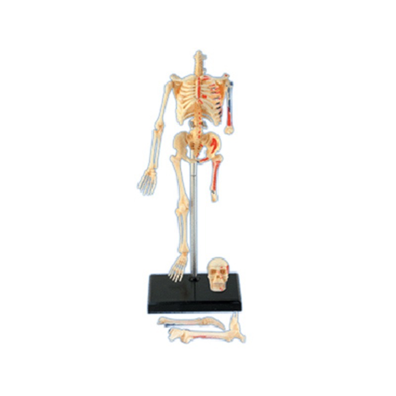 4D Master mainan rakitan puzzl - Medical Lab And Science ulasan dan harga